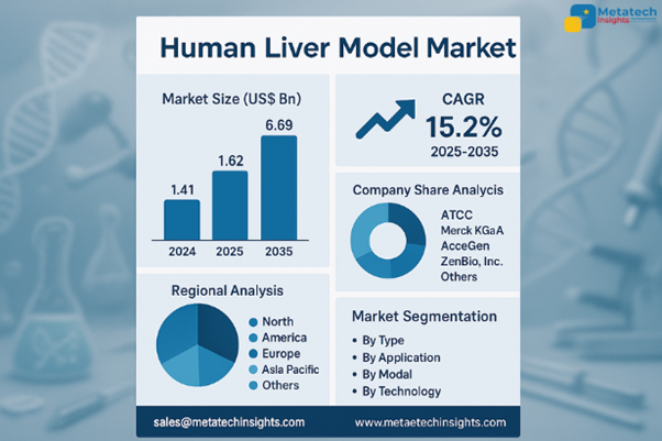 Global Human Liver Model Market to Hit USD 6.69 Bn by 2035 | CAGR 15.2%